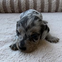 Kelso - Dapple male Dachshund puppy in Gold Canyon, Arizona from Silverking Kennels