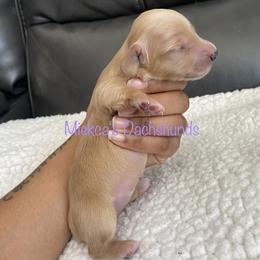 Lemon - Dachshund puppy in Orem, Utah from Miekca’s Dachshunds