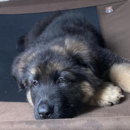 German Shepherd Puppies from Vom Furstenhund