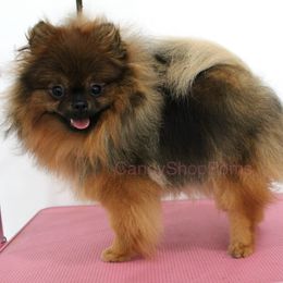 Flirt - Pomeranian