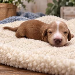 Kellum - Piebald male Dachshund puppy in Greenfield, Ohio from Buck Run Creek Dachshunds