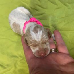 Pink Girl - Orange and white female Pointer puppy in Olympia, Washington from Birdsboro Pointers