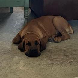 Roman - Fawn male Cane Corso puppy in San Isidro, Texas from MTZCC Ranch, LLC