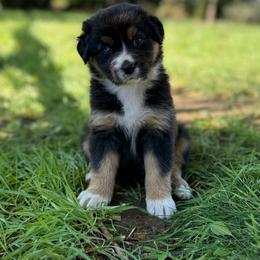 Sunday - Black tri-color female Australian Shepherd puppy in Richland, Washington from Bear Creek Aussies