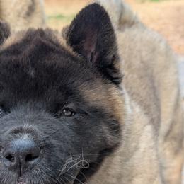 Kamari's Girl 1 - Black female Akita puppy in South Carolina from Sierra Mountain Akitas