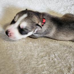 Siberian Husky Puppies from Wild and Wonderful Siberian Huskies