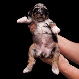 Aussiedoodle Puppies from Blue Eyes Aussies