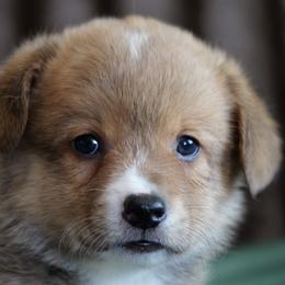 Bagel - Red male Pembroke Welsh Corgi puppy in California City, California from Piff N Puff Corgis