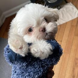 Shih Tzus from Shih Tzus of Springboro LLC.