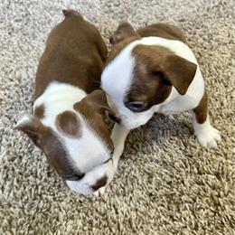 Boston Terrier Puppies from Bonze Boston Terriers