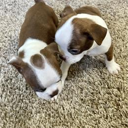 Boston Terrier Puppies from Bonze Boston Terriers