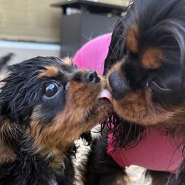 Cavalier King Charles Spaniels from Pretty Prairie Cavaliers
