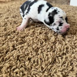 Gary - Harlequin male Great Dane puppy in Littleton, Colorado from Denver Danes