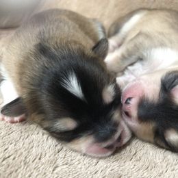 Pomsky Puppies from Paris Pomskies