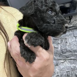 Puppy 2 - Black male Whoodle puppy in Corinth, Maine from Whoodles of Maine