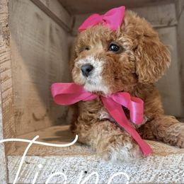 Cavapoos and Poodles from Premier Paws