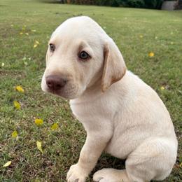 Ice - Yellow male Labrador Retriever puppy in Archer Lodge, North Carolina from Archer Lodge Labradors