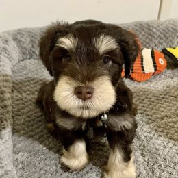 Miniature Schnauzer Puppies from Reservoir Dogs
