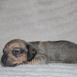 2500 AKC Shaded Red Girl - Red female Dachshund puppy in Arcadia, Florida from JB Dachshunds