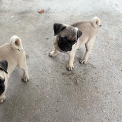 Middle girl - Fawn female Pug puppy in Athens, Alabama from Tina’s Pugs