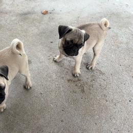 Middle girl - Fawn female Pug puppy in Athens, Alabama from Tina’s Pugs