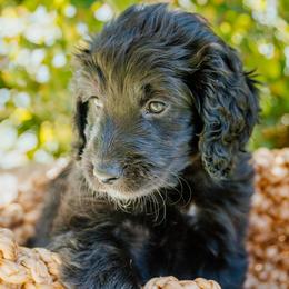 Ani - Black female Goldendoodle puppy in Yucaipa, California from Golden Padawan Puppies