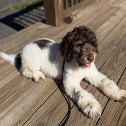 Rory - female Golden Mountain Doodle puppy in Knoxville, Tennessee from RiverSong Doodles