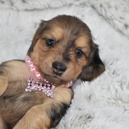Dapple girl - Dapple female Dachshund puppy in Seminary, Mississippi from Down South Mavericks Dachshunds