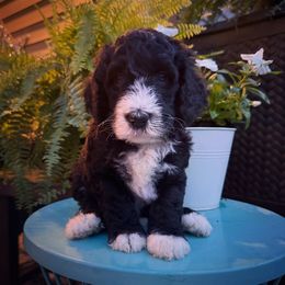 Linus - Black and white male Sheepadoodle puppy in Danville, Indiana from Marley’s Doodle Ranch