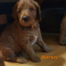 Goldendoodle Puppies from Kimber's Doodles