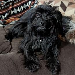 Rudy - Yorkshire Terrier
