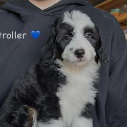Stroller - Black tri-color male Aussiedoodle puppy in Lancaster, Minnesota from Finney Ranch