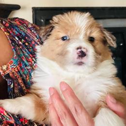 Seal Merle Limited registration - Atypical merle female Border Collie puppy in Apple Valley, California from Flying S Ranch Border Collies
