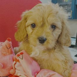 Cavapoo and Shihpoo Puppies from Haus of Doodles