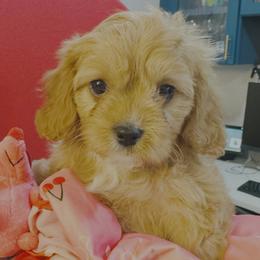 Cavapoo and Shihpoo Puppies from Haus of Doodles