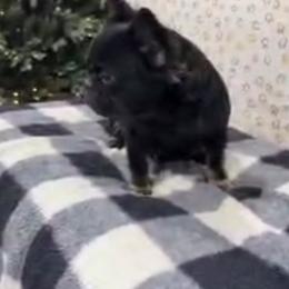 Mora - French Bulldog