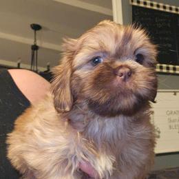 Axel - Chocolate and tan male Shih Tzu puppy in Cook County, Illinois from My Tzu Crew