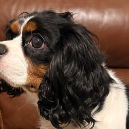 Pepper - Cavalier King Charles Spaniel