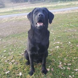Cash - Labrador Retriever