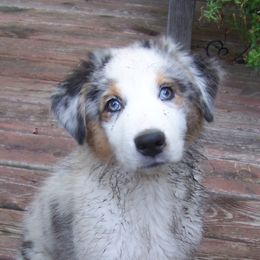 Australian Shepherds from Connie Wood