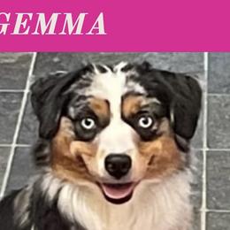 Gemma - Miniature American Shepherd