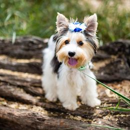 Moon of Love - Parti male Yorkshire Terrier puppy in Waianae, Hawaii from Makanalani Yorkies and Iggys