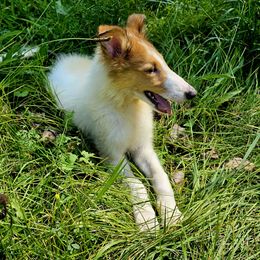Collie Puppies from Magnificent Collies