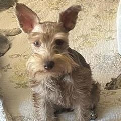 Macchi - Miniature Schnauzer