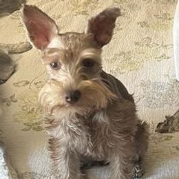 Macchi - Miniature Schnauzer