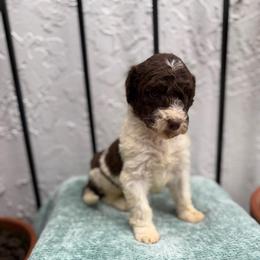 Fin - Chocolate male Goldendoodle puppy in Atlantic Beach, Florida from Glamorous Golden Doodles