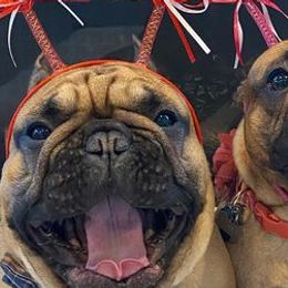 French Bulldogs and Xoloitzcuintli from Vision French Bulldogs