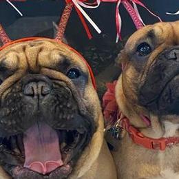 French Bulldogs and Xoloitzcuintli from Vision French Bulldogs