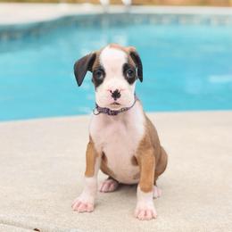 Independence (Indy) - Fawn female Boxer puppy in Georgia from Stephanie’s Boxers