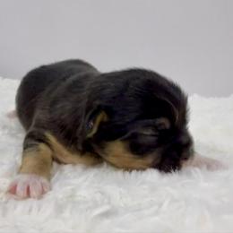 Jose' - Black and tan male Chihuahua puppy in Molino, Florida from Pensacola Chi Garden